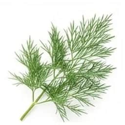 Ingrédient : Aneth frais