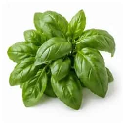 Ingrédient : Basilic frais