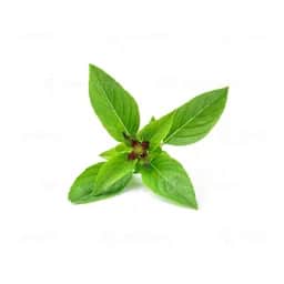 Ingrédient : Basilic thaï