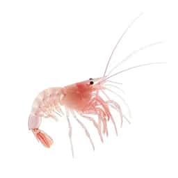 Ingrédient : Crevettes décortiquées