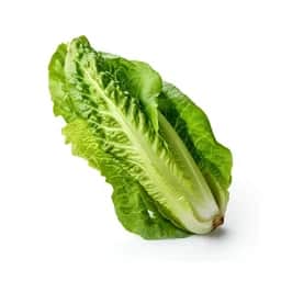 Ingrédient : Laitue romaine