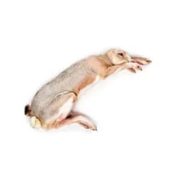 Ingrédient : Lapin