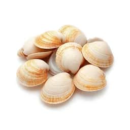 Ingrédient : Palourdes en conserve