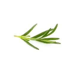 Ingrédient : Romarin