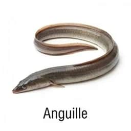 Ingrédient : anguille
