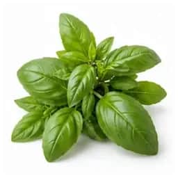 Ingrédient : Basilic
