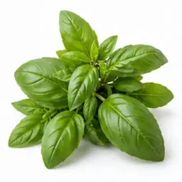 Ingrédient : Basilic