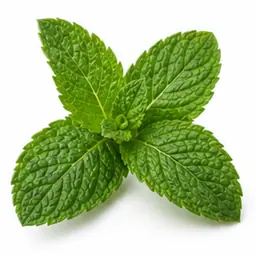 Ingrédient : Menthe