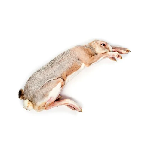Ingrédient : Lapin entier